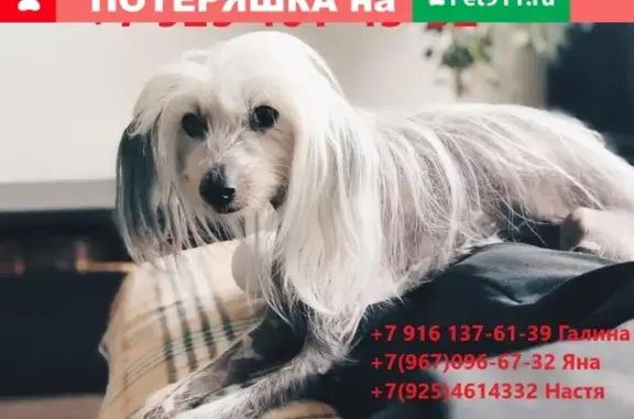 Собаки потеряшки, Москва, фото: Потеряшка собака Вуди в Фестивальном парке, Москва