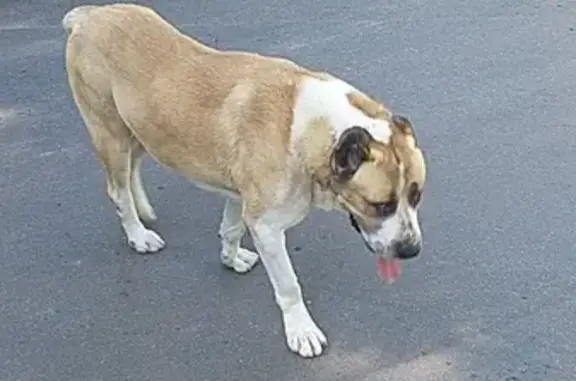 Найдена собака в пос. Старых Большевиков, Московская область