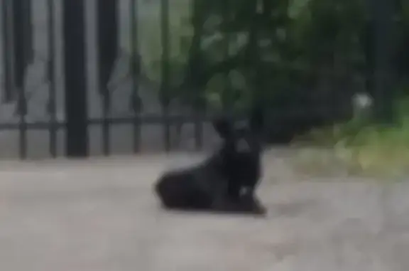 Найдена черная собака с белым пятном в Москве.