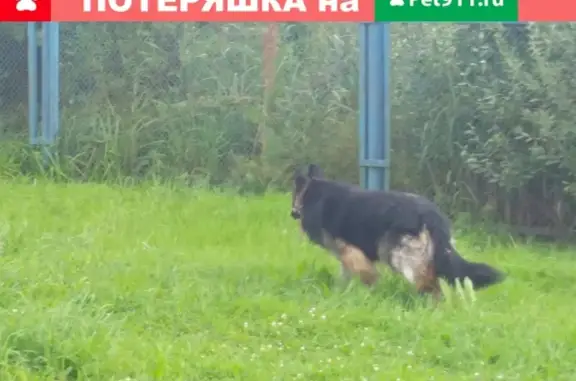 Собака Овчарка найдена в Пушкине, Санкт-Петербурге.