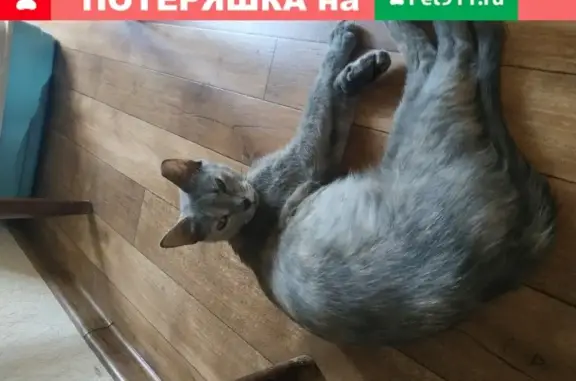 Найдена домашняя кошка на Здоровья, Воронеж