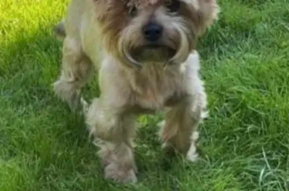 Объявления о пропавших и найденных животных, Калининград, фото: Пропала собака Йоркширский терьер на Советском проспекте, Калининград