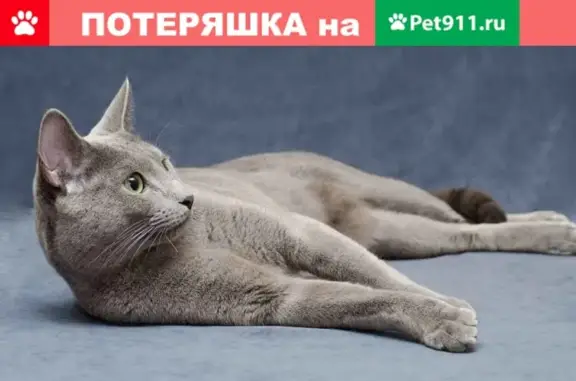 Пропал кот русской голубой породы в Москве, Марьинский парк 17к 1