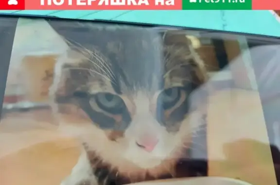 Найдена красивая кошка в Москве