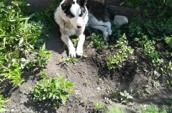 Собаки потеряшки, Новокузнецк, фото: Потеряшка добрая собака в Новокузнецке