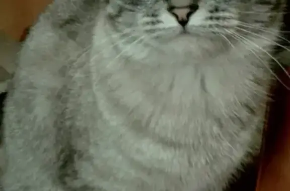 Кошки потеряшки, Ижевск, фото: Потеряшка кошка в Ижевске, серый окрас, голубые глаза