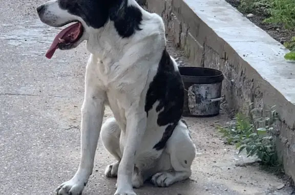 Найдена собака на Уссурийском переулке