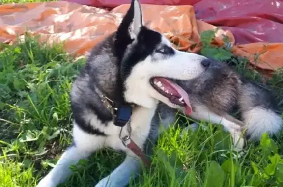 Собака с GPS-ошейником найдена в Ижевске, Россия