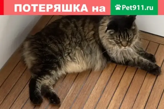 Пропал кот породы Мейн-Кун в Новоалександрово, Московская область