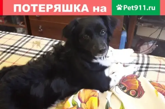Пропала собака Кнопа на Свердловской ж.д. (350 км)
