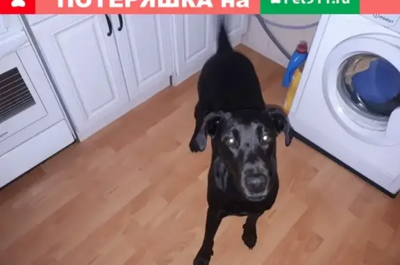 Собака Девочка найдена в Красном Селе, СПб