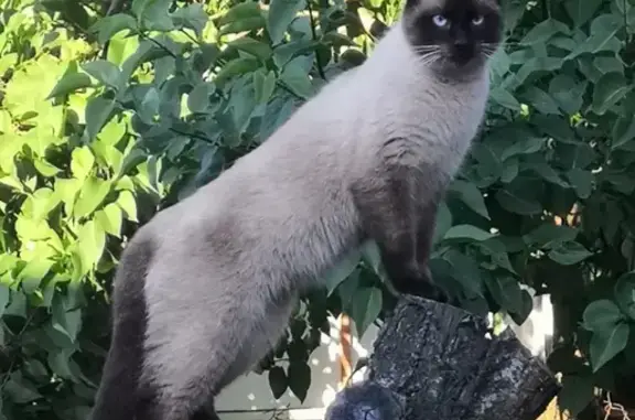 Пропала Сиамская кошка на ул. Хаджинова, Краснодар