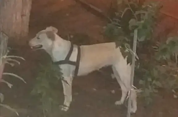 Найдена собака на ул. 8-й Воздушной Армии (палевая, без хозяина)