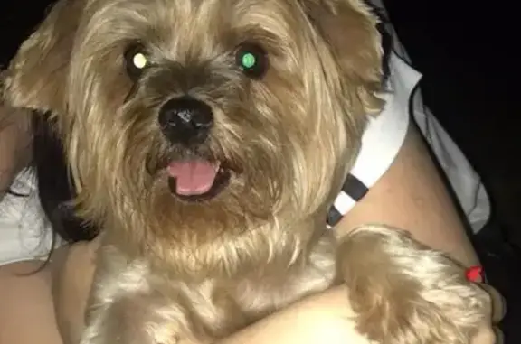 Объявления о пропавших и найденных животных, Ростов-на-Дону, фото: Найдена собака в Ростове-на-Дону, по адресу Можайская улица, 165