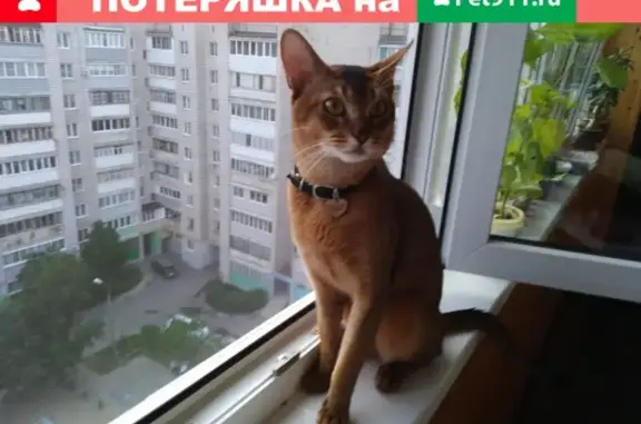Пропала кошка Маркиз в Снт Светлое, Воронеж.
