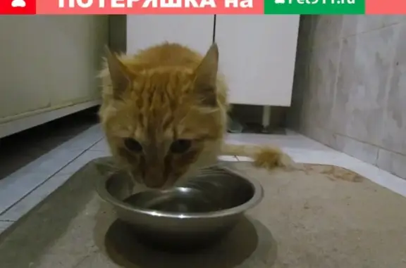 Найдена рыжая кошка на Палехской, 11