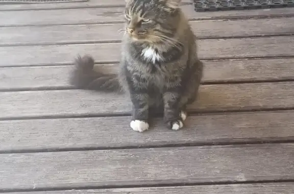 Найден сибирский кот в деревне Староселье