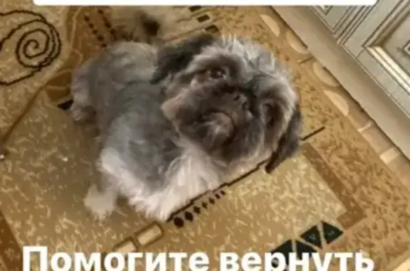 Найдена собака в Ростове: Кобель, возможно шитцу