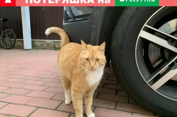 Найден рыжий кот в деревне Кресты, Москва