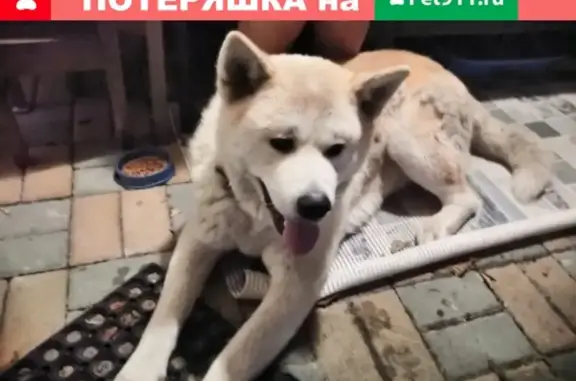Собака Маламут/хаски найдена в Красной Поляне, Сочи