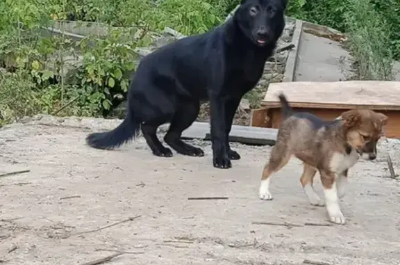 Найдена собака Немецкая овчарка черного окраса в Новосибирске