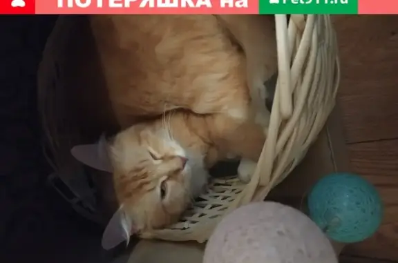 Пропала рыжая кошка на Сафоновской, 17