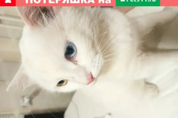 Найден белый кот с разными глазами в Некрасовке
