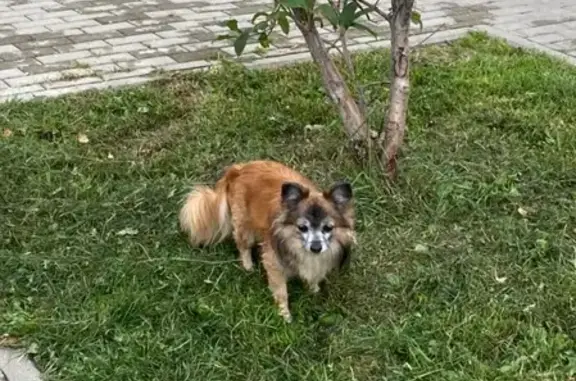 Найдена маленькая собака в Путилково, Московская область