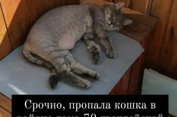 Пропала кошка в Томске, ул. 79-й Гв. Дивизии, 27