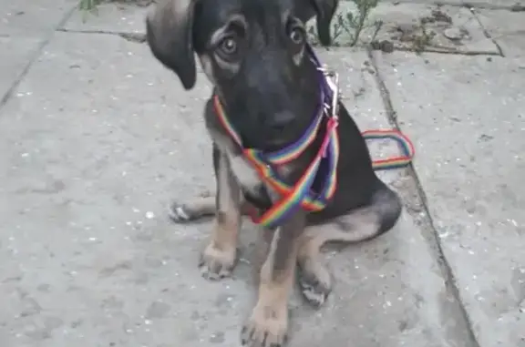 Найден щенок в Ростове на Дону, нужна помощь