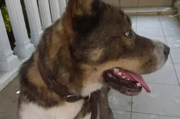 Найден красивый пёс с голубыми глазами и ошейником в АкваЛоо, Сочи