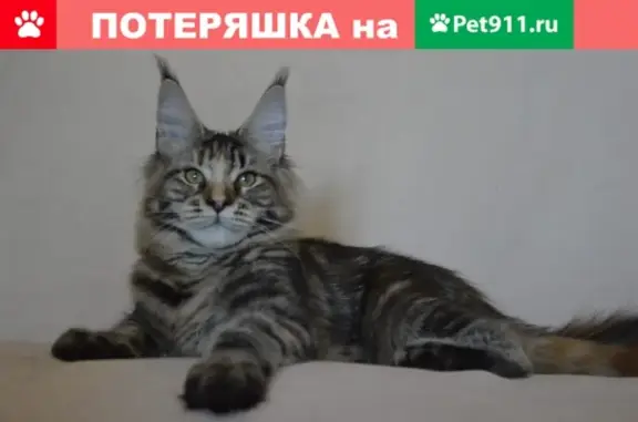 Кошки потеряшки, Санкт-Петербург, фото: Потеряшка кошка на улице Пестеля 13-15