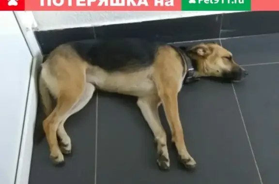 Найдена собака в районе Спортивного Парка, Краснодар