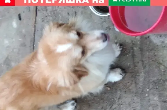 Пропала собака в Смоленске, район Гнёздово.