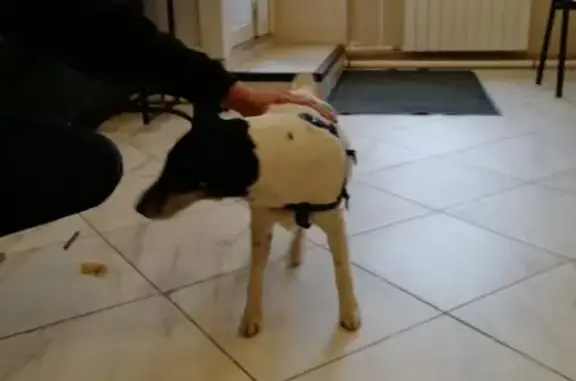 Найдена собака бело-черного окраса возле завода Хендай