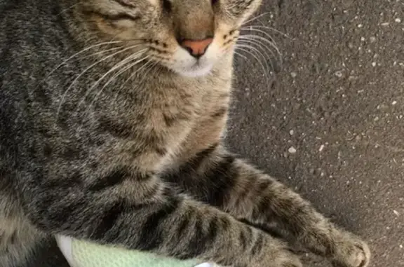 Найдена ласковая кошка в Москве