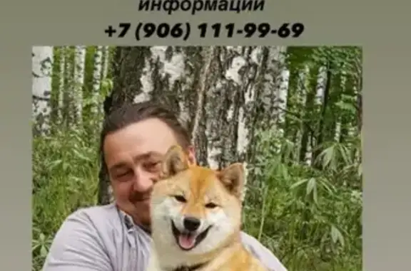 Пропала собака Рокси в Казани