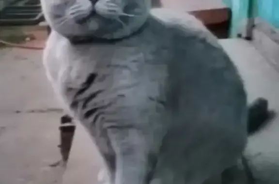 Кошки потеряшки, Брянск, фото: Потеряшка кошка Мартин на ул. 11 лет Октября, Брянск