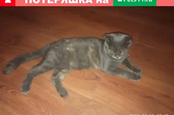 Найден домашний котенок на ул. С.В. Мацоты, 46к3