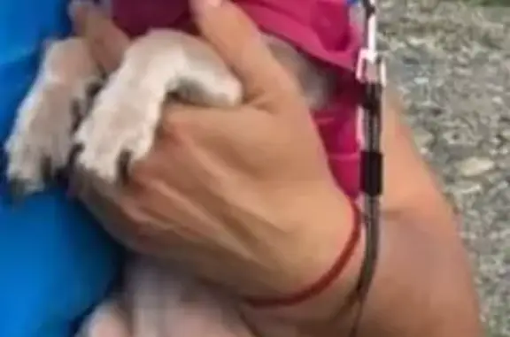 Пропала собака Йокширский терьер в розовой борцовке на Персиановском