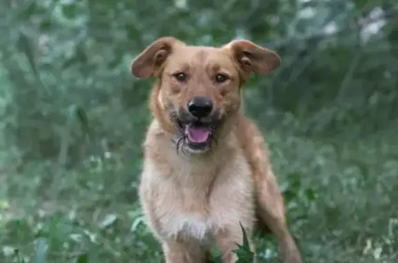 Пропала собака Изюм на Ленинском проспекте.