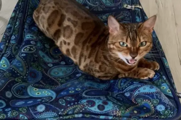 Кошки потеряшки, Тамбов, фото: Потеряшка кошка в Тамбове, поселок Северный