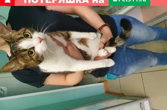 Пропала кошка на Красносельском шоссе, СПб