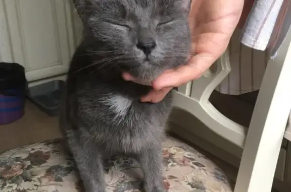 Найдена кошка на Ангарской улице в Москве