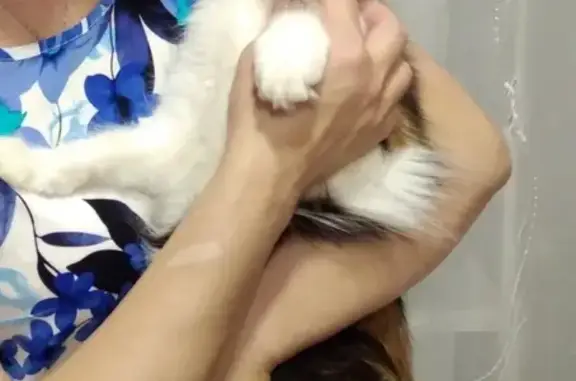 Кошки потеряшки, Тамбов, фото: Потеряшка кошка Люся в Тамбове, район Белого бака, Звёздный переулок.