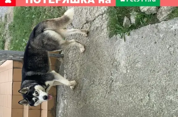 Собака Хаски найдена в Краснодаре на ул. В. Ткачёва, 46.