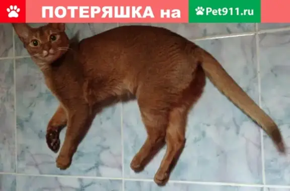 Пропала абиссинская кошка в СНТ 