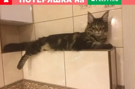 Пропала кошка в районе Молочки, Саратов.