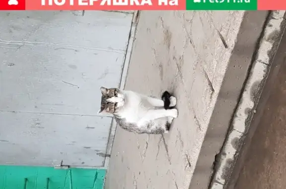 Кошка найдена на ул. Б. Хмельницкого, Омск.