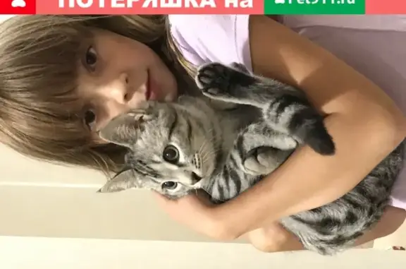 Найден котенок на ул. Парковая, деревня Сабурово, Красногорский район
